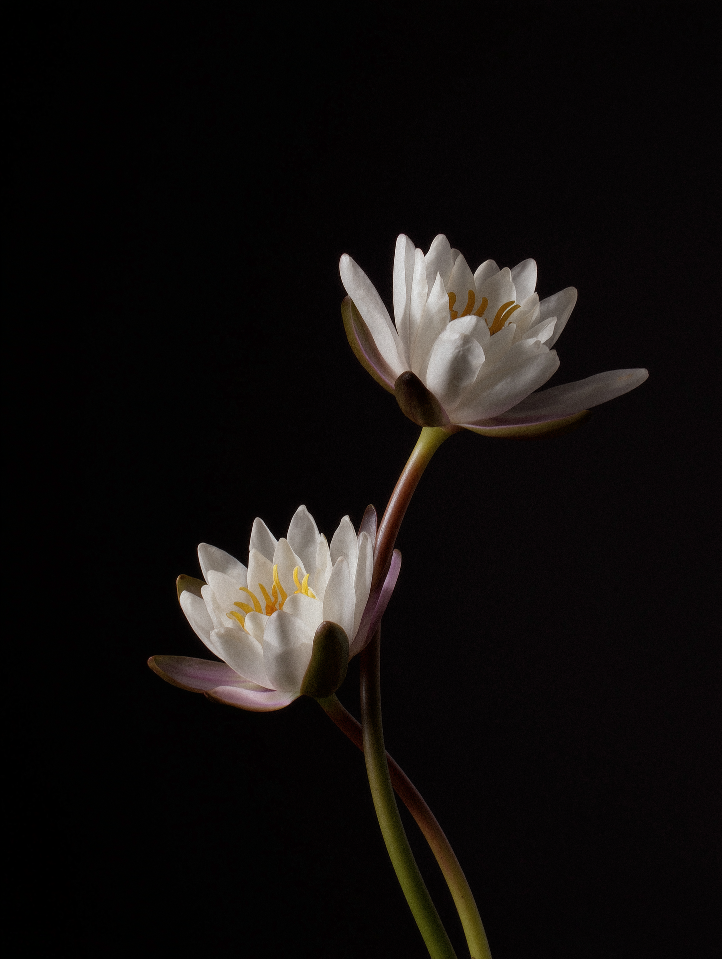 NYMPHAEA - Gypsum scent diffuser